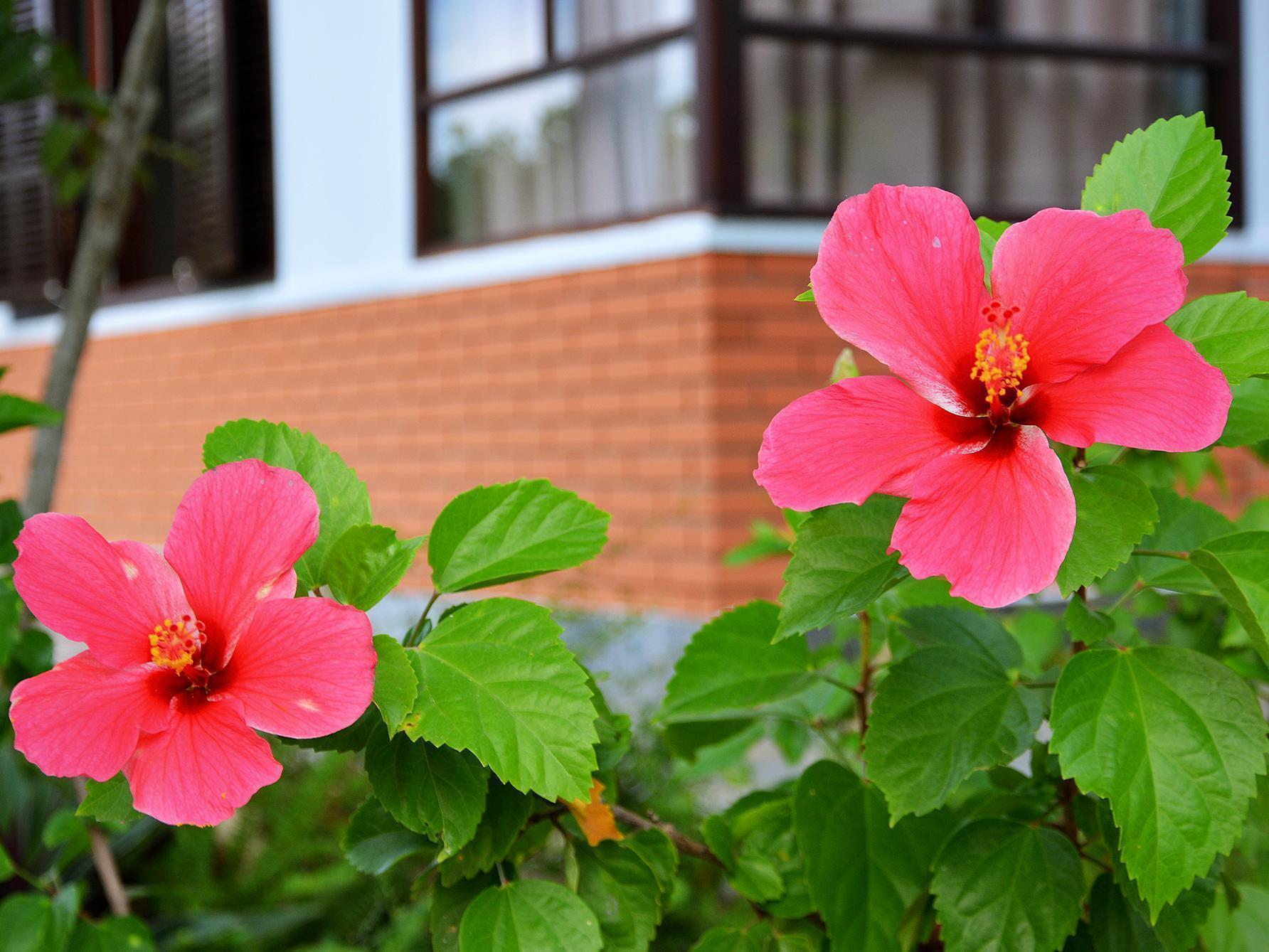 Garden Aroma Homestay Hội An Kültér fotó