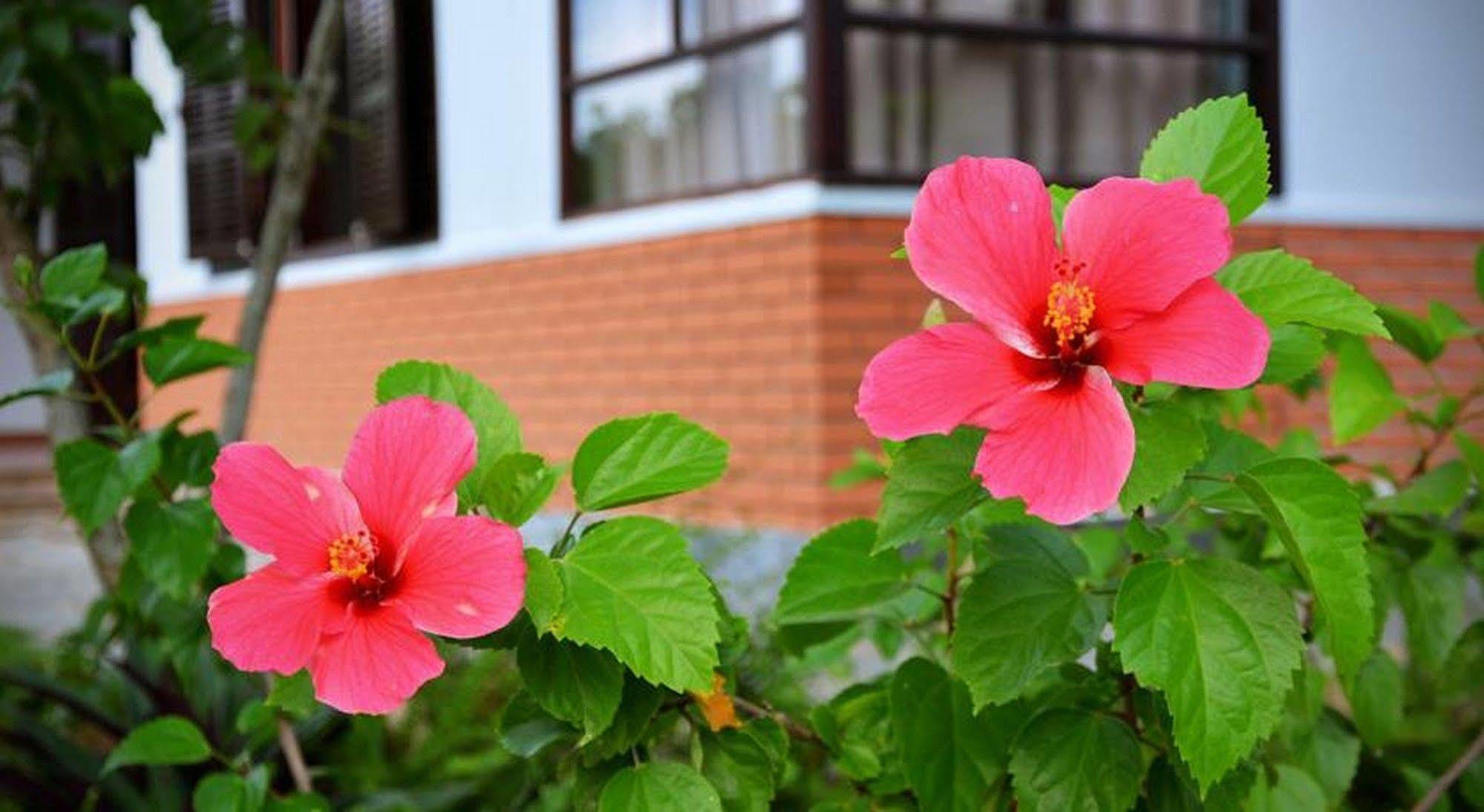 Garden Aroma Homestay Hội An Kültér fotó
