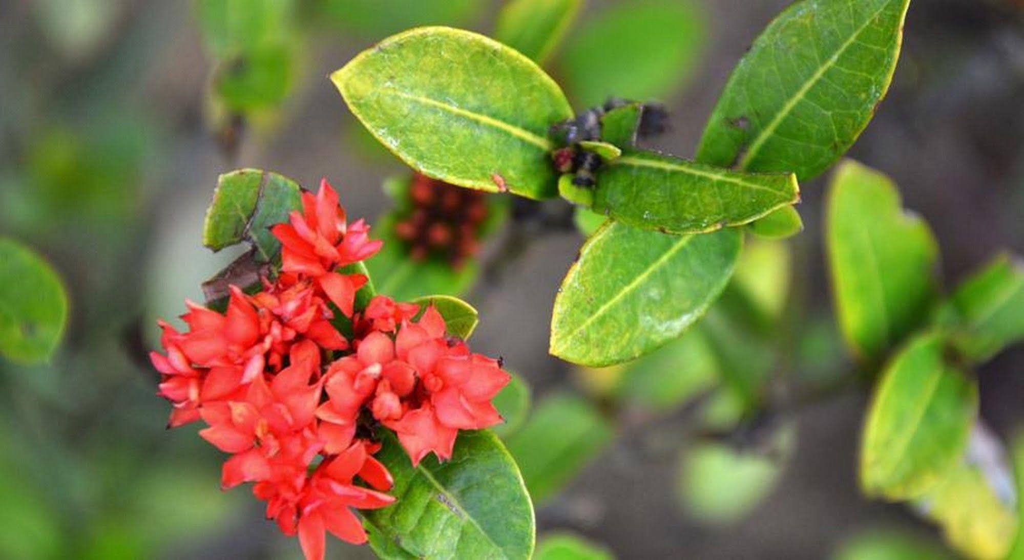 Garden Aroma Homestay Hội An Kültér fotó