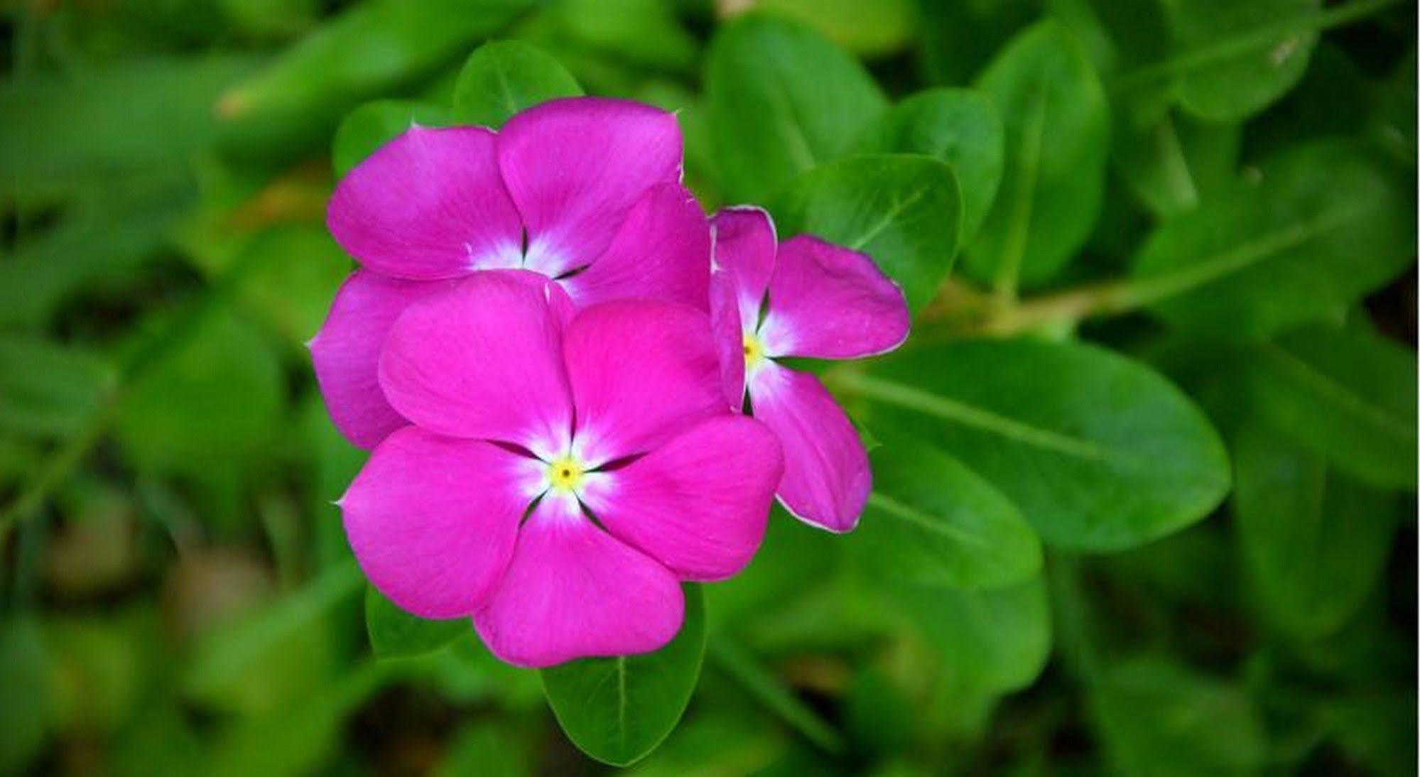 Garden Aroma Homestay Hội An Kültér fotó