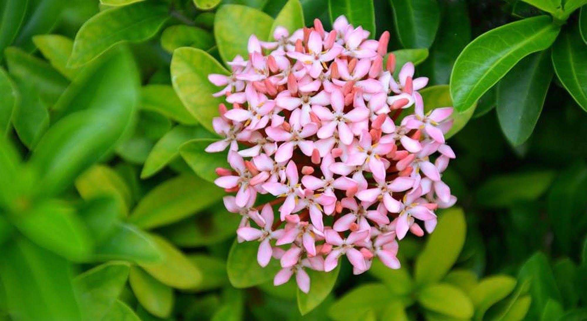 Garden Aroma Homestay Hội An Kültér fotó